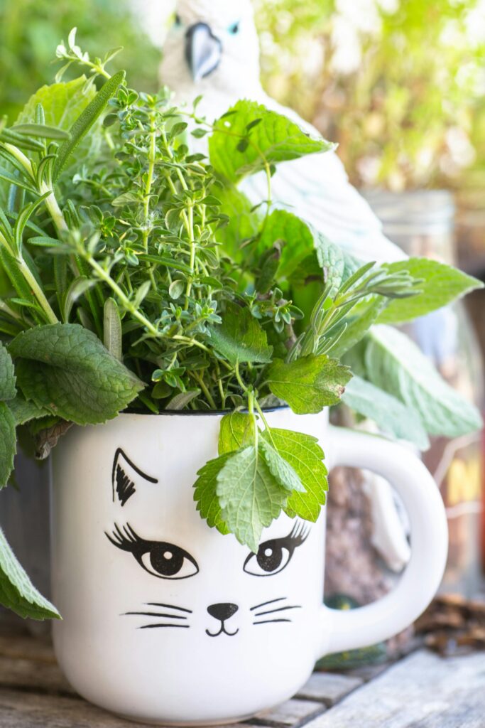 A whimsical cat-themed mug filled with fresh herbs in a lush garden environment. Kräuterheilkunde, Salbei, Thymian,